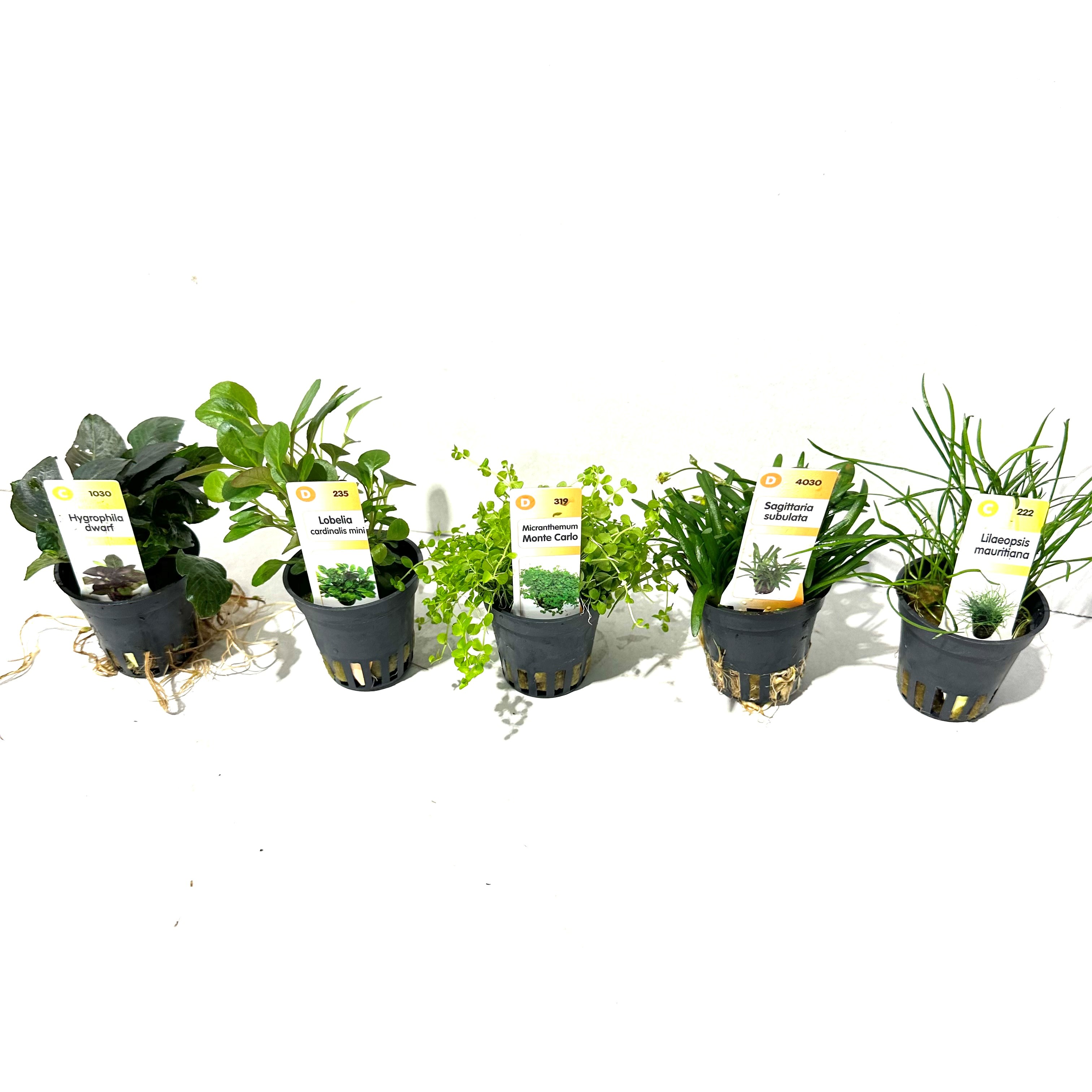 Plantenpakket A 4x6 st. Lage soorten